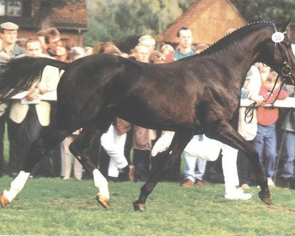 stallion Cadre Noir 96 FIN (Westphalian, 1993, from Carte d'Or)