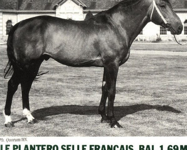 stallion Le Plantero (Selle Français, 1977, from Grand Veneur)