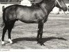 stallion Le Plantero (Selle Français, 1977, from Grand Veneur)