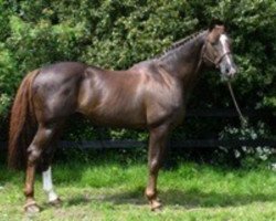 stallion Sire de Valette (Selle Français, 1984, from Le Plantero)