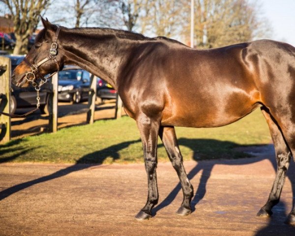 broodmare Hazariya xx (Thoroughbred, 2002, from Xaar xx)