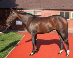 horse Frankel's Storm xx (Thoroughbred, 2017, from Frankel xx)