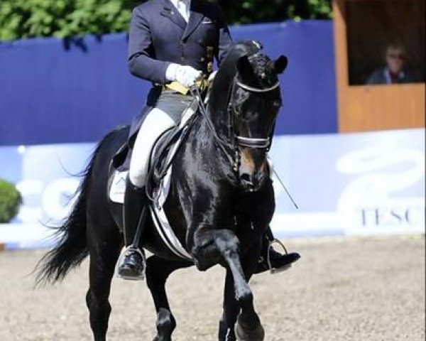 dressage horse Jazz Time (Royal Warmblood Studbook of the Netherlands (KWPN), 1995, from Jazz)