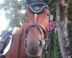 horse Lulu (Trakehner,  , from Harlem Go)