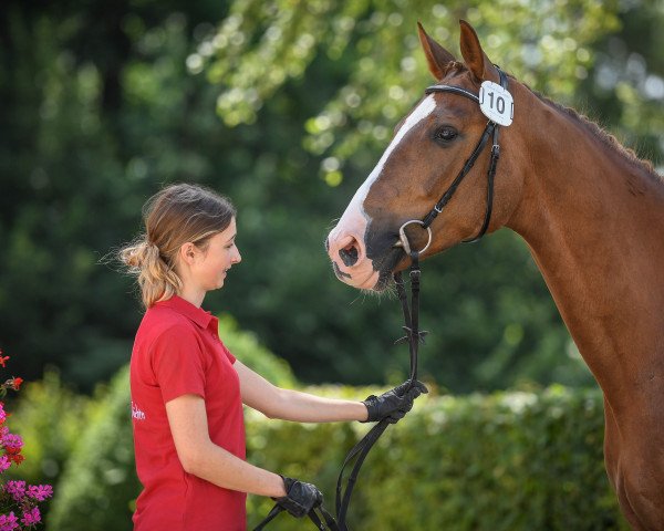 Zuchtstute Mayflower CH (Schweizer Warmblut, 2015, von Cabdula du Tillard)