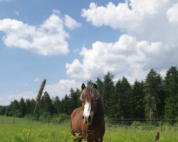 dressage horse Breederscrown Escobar (Welsh, 2015, from Gramblin Echo)