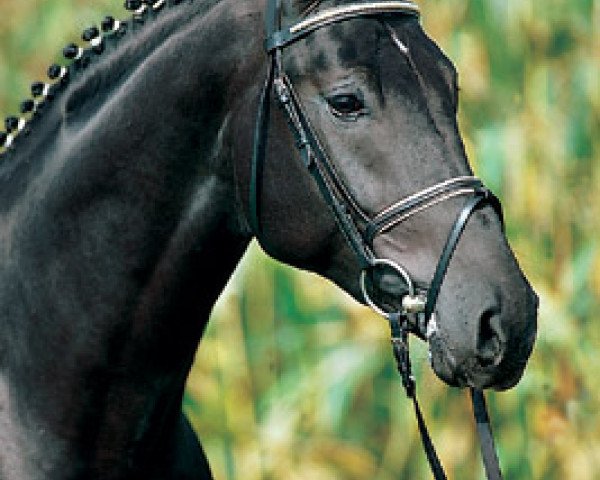 stallion Rubicell (Oldenburg, 1996, from Rubinstein I)