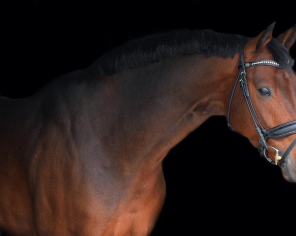 Dressurpferd Qumulus-Quintus Ah (Deutsches Sportpferd, 2013, von Quaterback)