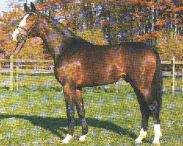 stallion Freudenprinz (Westphalian, 1991, from Florestan I)