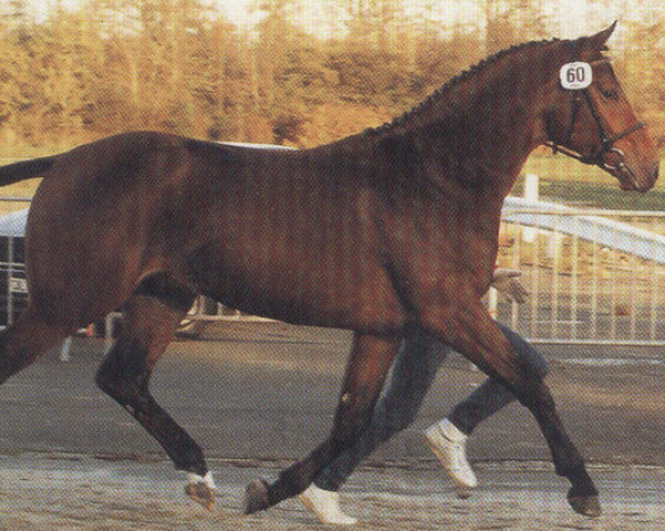 stallion Landfriese I (Oldenburg, 1987, from Landadel)