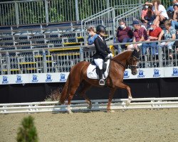 broodmare Donna Dimona (German Riding Pony, 2018, from Dynamic Star)