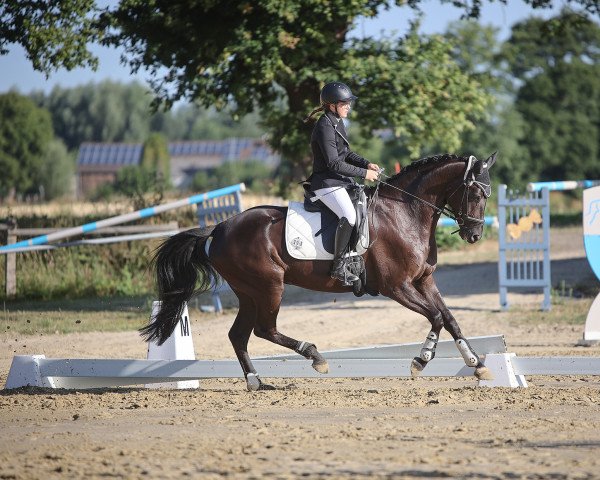Dressurpferd Trafiata (Koninklijk Warmbloed Paardenstamboek Nederland (KWPN), 2016, von Trafalgar)