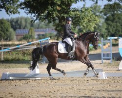 dressage horse Trafiata (KWPN (Royal Dutch Sporthorse), 2016, from Trafalgar)