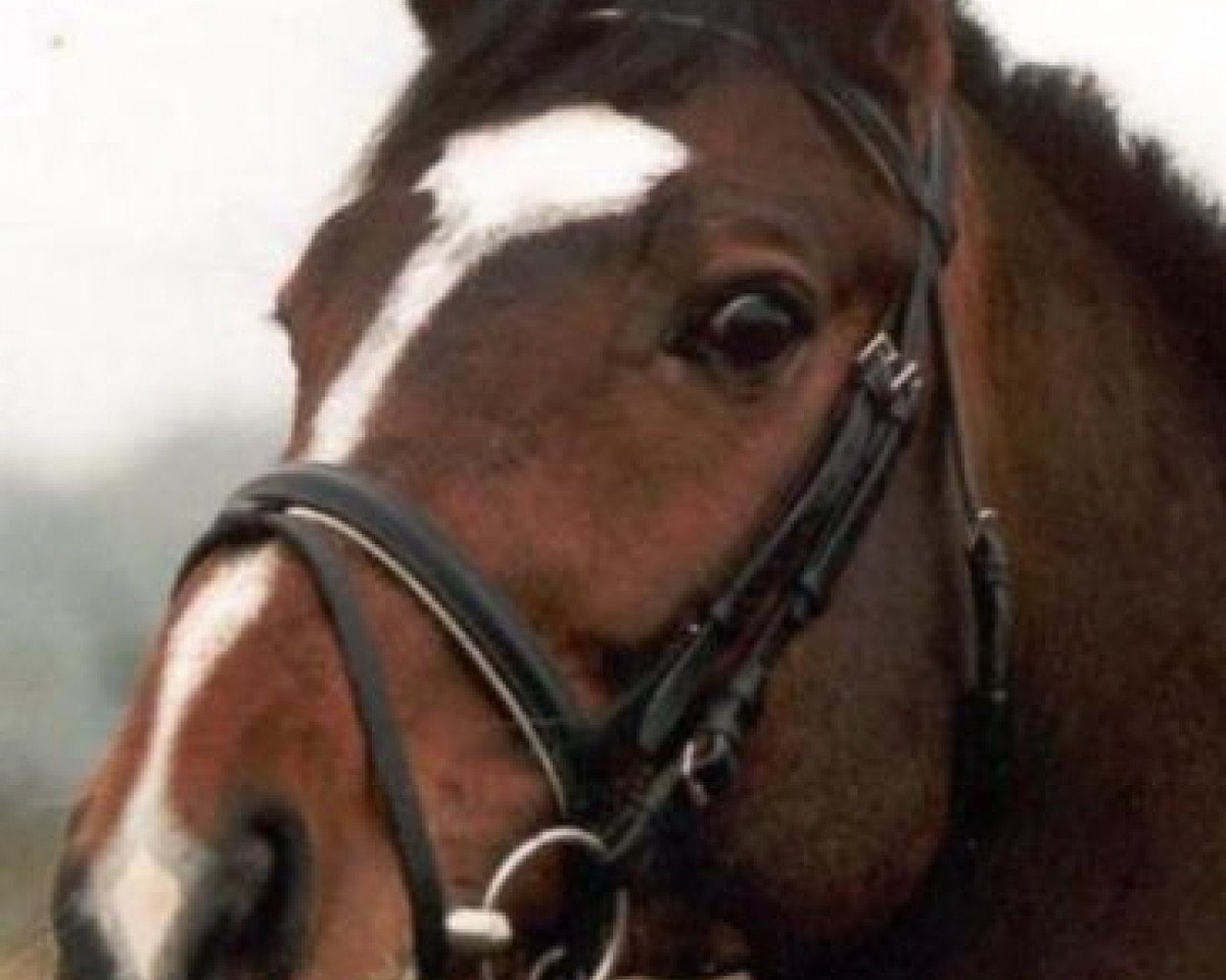 Deckhengst Captain Incipit (Holsteiner, 1987, von Chromatic xx)