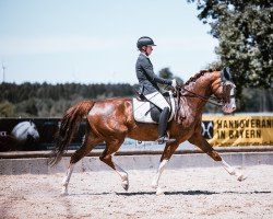 dressage horse Drago Di Colori (Bavarian, 2013, from Don Diamond)