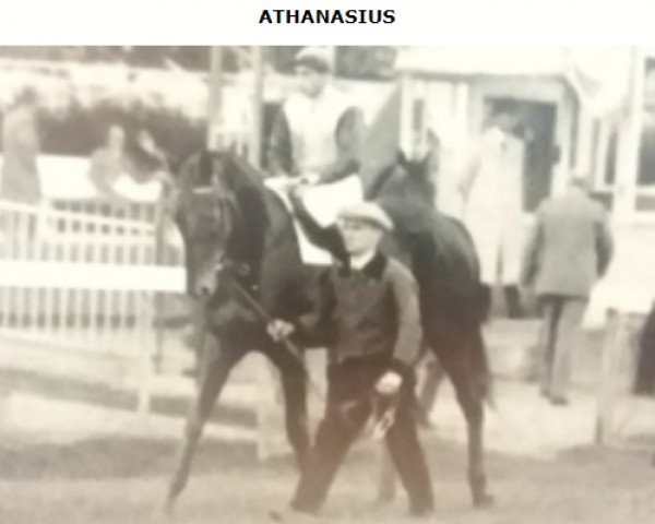 stallion Athanasius xx (Thoroughbred, 1931, from Ferro xx)