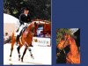 stallion Per Gynt (Hanoverian, 1991, from Prince Thatch xx)