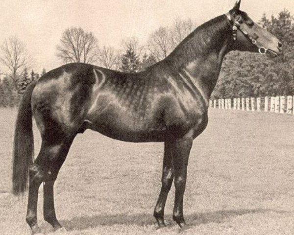 stallion Birkhahn xx (Thoroughbred, 1945, from Alchimist xx)