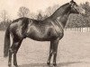 stallion Birkhahn xx (Thoroughbred, 1945, from Alchimist xx)