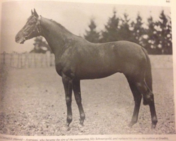 stallion Alchimist xx (Thoroughbred, 1930, from Herold xx)