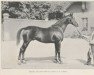 stallion Simonian xx (Thoroughbred, 1888, from Saint Simon xx)