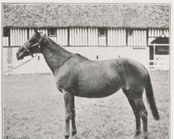 broodmare Nephte xx (Thoroughbred, 1903, from Flying Fox xx)