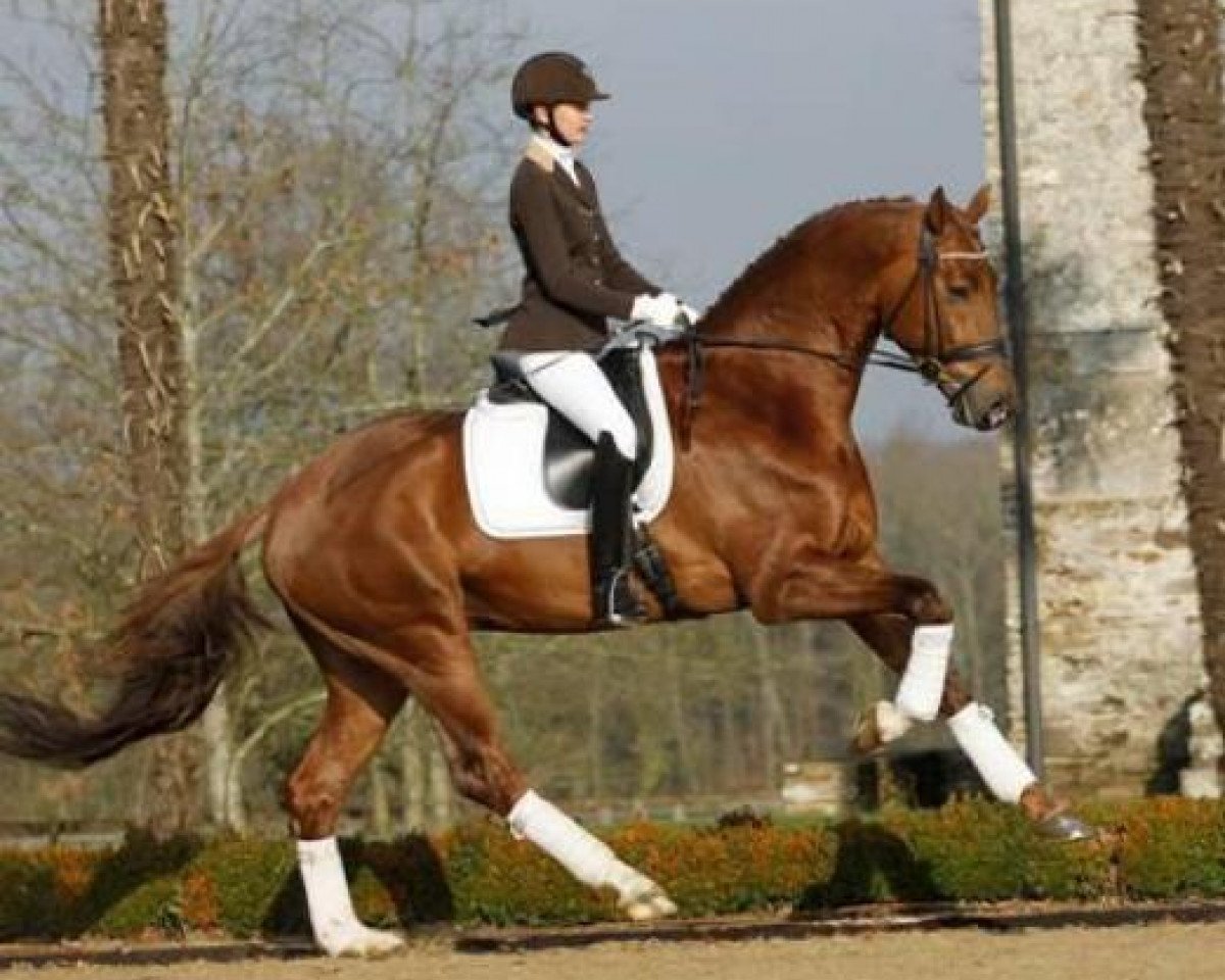Deckhengst Don Juan de Hus (KWPN (Niederländisches Warmblut), 2008, von Jazz)