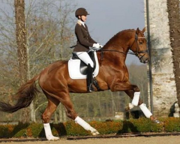 stallion Don Juan de Hus (KWPN (Royal Dutch Sporthorse), 2008, from Jazz)