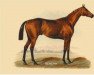 Pferd Isonomy xx (Englisches Vollblut, 1875, von Sterling xx)