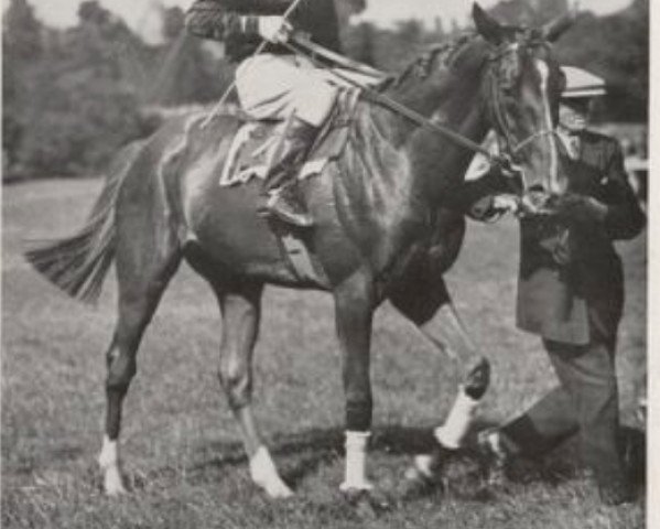 stallion Cappiello xx (Thoroughbred, 1930, from Apelle xx)