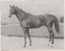 stallion Le Pompon xx (Thoroughbred, 1891, from Fripon xx)