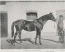 stallion Fripon xx (Thoroughbred, 1883, from Consul xx)