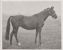 broodmare La Foudre xx (Thoroughbred, 1886, from The Scottish Chief xx)