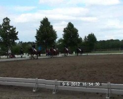 broodmare First Kiss 6 (Westphalian, 2006, from French Kiss)