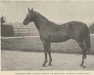 stallion Reverend xx (Thoroughbred, 1888, from Energy II xx)