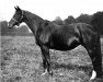 broodmare Maid of the Mint xx (Thoroughbred, 1897, from Minting xx)