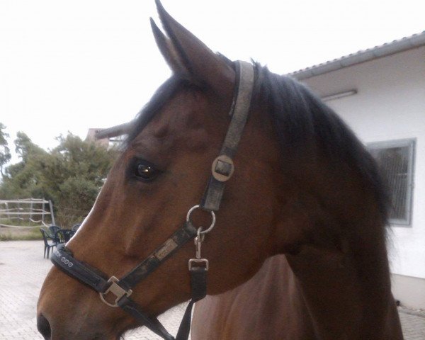 Pferd Prince Wembley (Hannoveraner, 1997, von Prince Thatch xx)