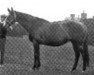 Pferd Maid Marian xx (Englisches Vollblut, 1886, von Hampton xx)