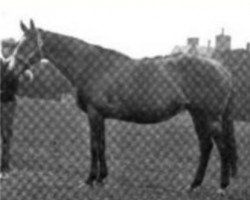 broodmare Maid Marian xx (Thoroughbred, 1886, from Hampton xx)