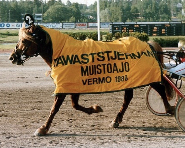 Deckhengst Ponseri 1926-82J (Finnisches Zugpferd, 1981, von Ero-Ponsi 1.23,3a)