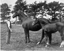 broodmare Suicide xx (Thoroughbred, 1876, from Hermit xx)