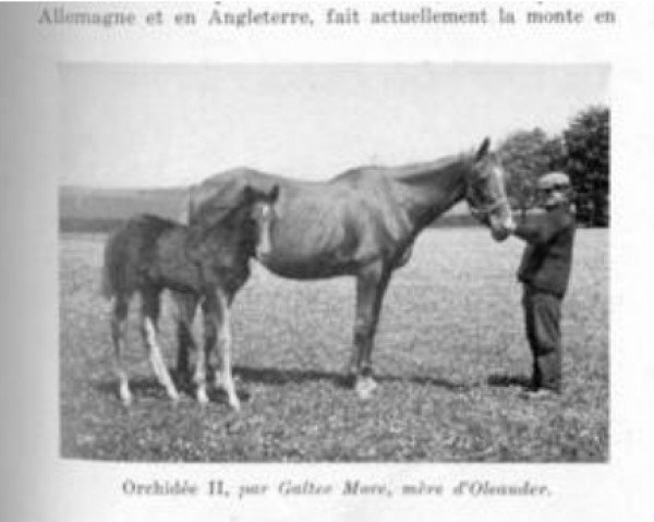 broodmare Orchidee II xx (Thoroughbred, 1910, from Galtee More xx)
