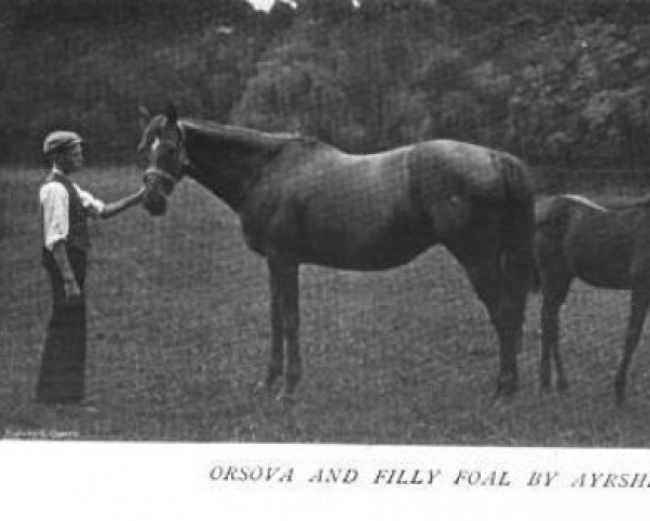 broodmare Orsova xx (Thoroughbred, 1888, from Bend Or xx)