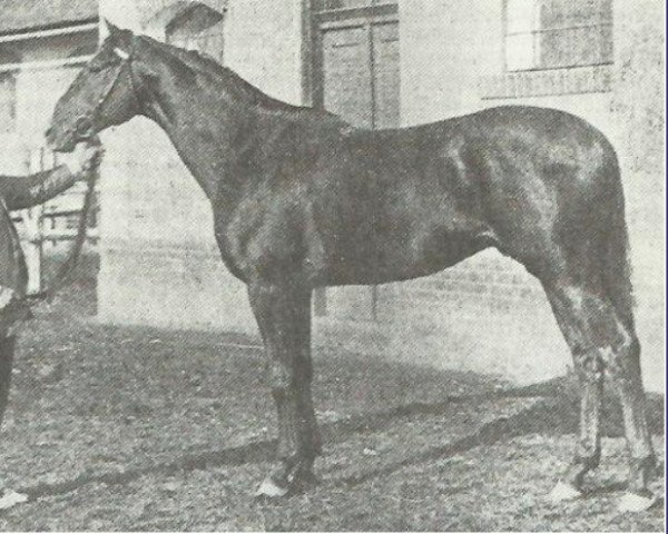 stallion Pardon xx (Thoroughbred, 1896, from Morgan xx)