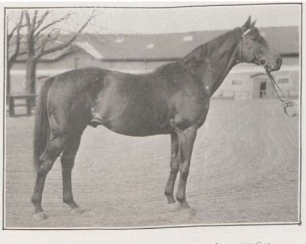 stallion Percy xx (Thoroughbred, 1911, from Prince Olaf xx)