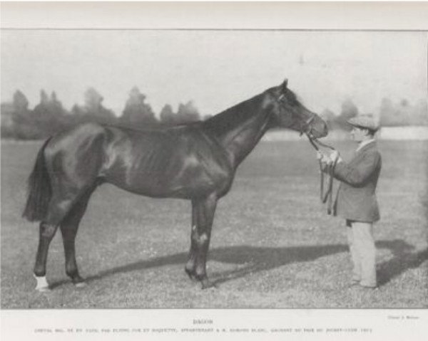 stallion Dagor xx (Thoroughbred, 1910, from Flying Fox xx)