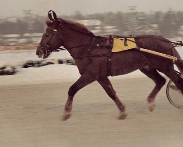 stallion Paavin-Poika 1.22,8a (Finnish workhorse, 1970, from Hovi-Paavi Jo 74)