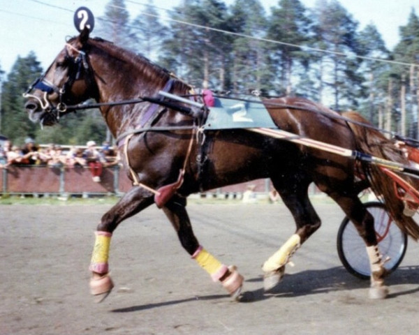 stallion Ero-Ponsi 1.23,3a (Finnish workhorse, 1966, from Ero-Lohko yh 1160)