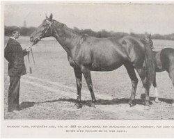 broodmare Primrose Dame xx (Thoroughbred, 1885, from Barcaldine xx)