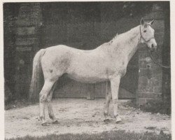 broodmare Gem of Gems xx (Thoroughbred, 1873, from Strathconan xx)